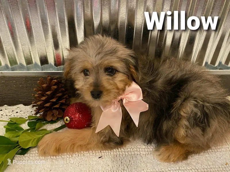 Willow