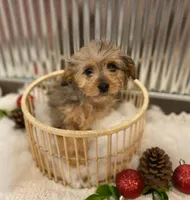 Willow, a female Miniature Aussiedoodle for sale in Oskaloosa, KS – Photo 3 of 3