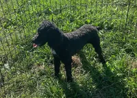 Cole, a male Poodle - Toy  for sale in Oskaloosa, KS – Photo 2 of 4