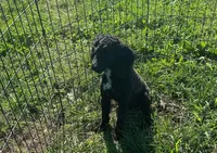 Cole, a male Poodle - Toy  for sale in Oskaloosa, KS – Photo 3 of 4