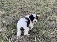 Mollie, a female Poodle - Toy  for sale in Oskaloosa, KS – Photo 4 of 5