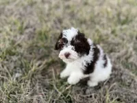 Mollie, a female Poodle - Toy  for sale in Oskaloosa, KS – Photo 2 of 5