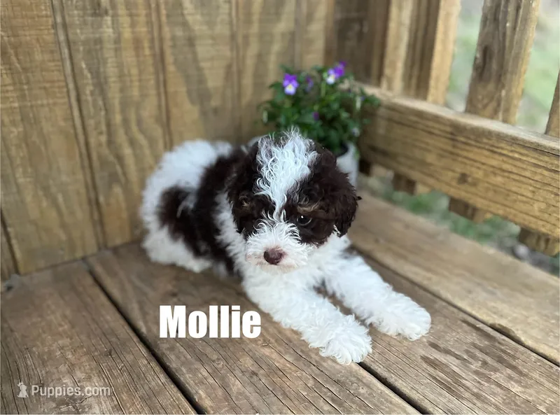 Mollie – Poodle - Toy  puppy for sale in Oskaloosa, KS
