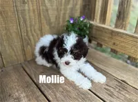 Mollie, a female Poodle - Toy  for sale in Oskaloosa, KS – Photo 1 of 5