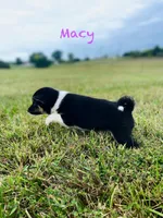 Macy, a female Shiba Inu for sale in Oskaloosa, KS – Photo 5 of 5