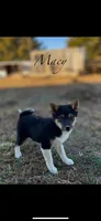 Macy, a female Shiba Inu for sale in Oskaloosa, KS – Photo 1 of 5
