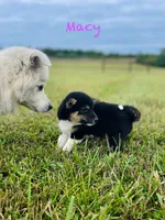 Macy, a female Shiba Inu for sale in Oskaloosa, KS – Photo 3 of 5
