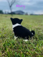 Macy, a female Shiba Inu for sale in Oskaloosa, KS – Photo 4 of 5