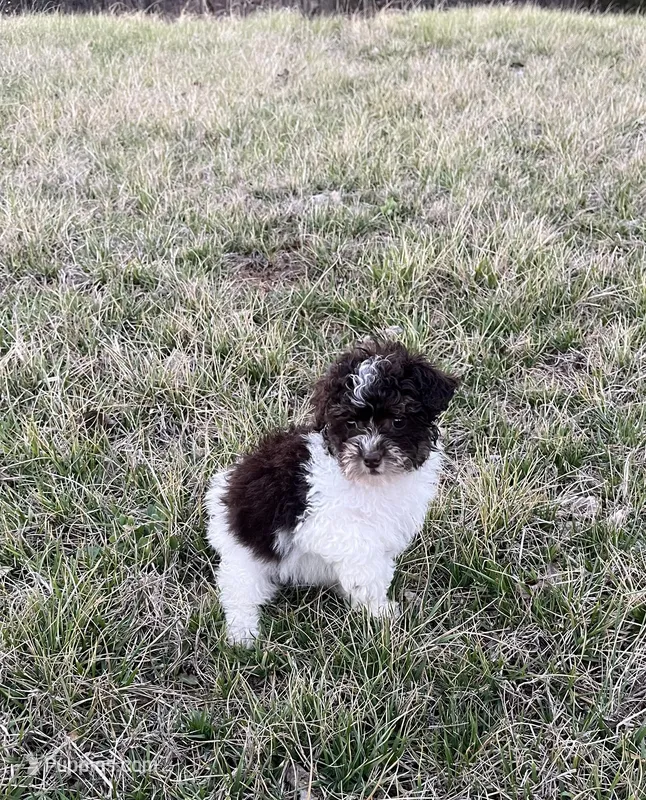 Minnie – Poodle - Toy  puppy for sale in Oskaloosa, KS