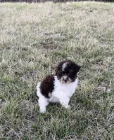 Minnie, a female Poodle - Toy  for sale in Oskaloosa, KS – Photo 3 of 5