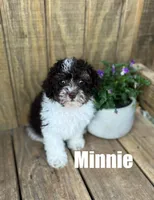 Minnie, a female Poodle - Toy  for sale in Oskaloosa, KS – Photo 2 of 5