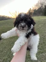 Minnie, a female Poodle - Toy  for sale in Oskaloosa, KS – Photo 5 of 5