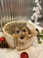 Jill, a female Miniature Aussiedoodle for sale in Oskaloosa, KS – Photo 3 of 3