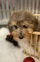 Jill, a female Miniature Aussiedoodle for sale in Oskaloosa, KS – Photo 2 of 3