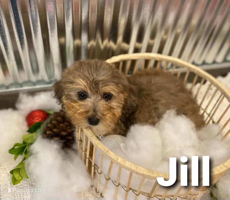 Jill, a female Miniature Aussiedoodle for sale in Oskaloosa, KS – Photo 1 of 3