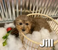 Jill, a female Miniature Aussiedoodle for sale in Oskaloosa, KS – Photo 1 of 3