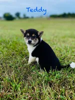 Teddy, a male Shiba Inu for sale in Oskaloosa, KS – Photo 4 of 5