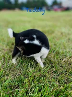 Teddy, a male Shiba Inu for sale in Oskaloosa, KS – Photo 5 of 5