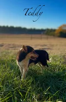 Teddy, a male Shiba Inu for sale in Oskaloosa, KS – Photo 1 of 5