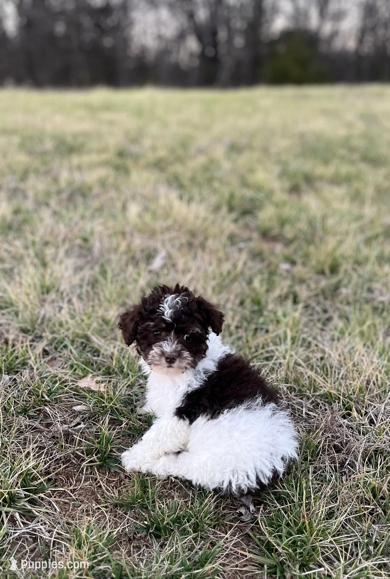 Minnie – Poodle - Toy  puppy for sale in Oskaloosa, KS