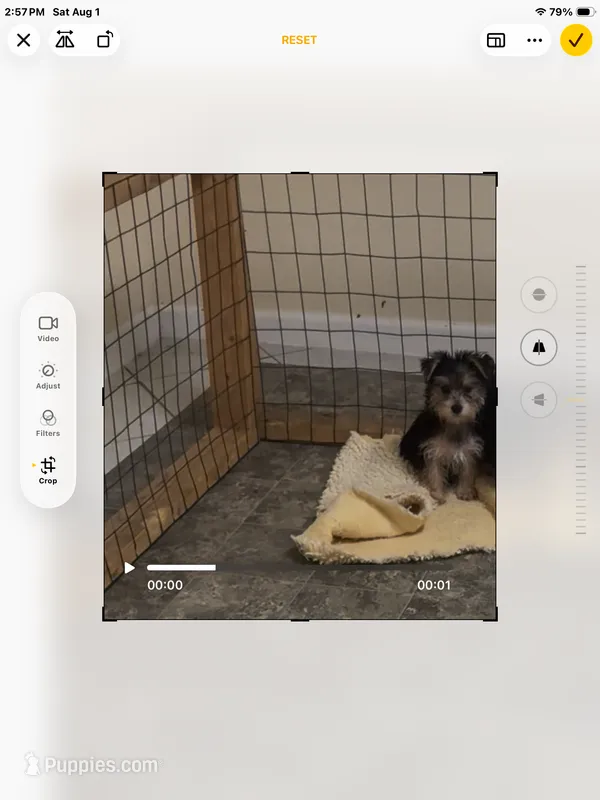 Julie – Yorkshire Terrier puppy for sale in Mascoutah, IL
