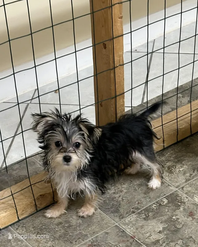 Susie – Maltese, Yorkshire Terrier puppy for sale in Mascoutah, IL