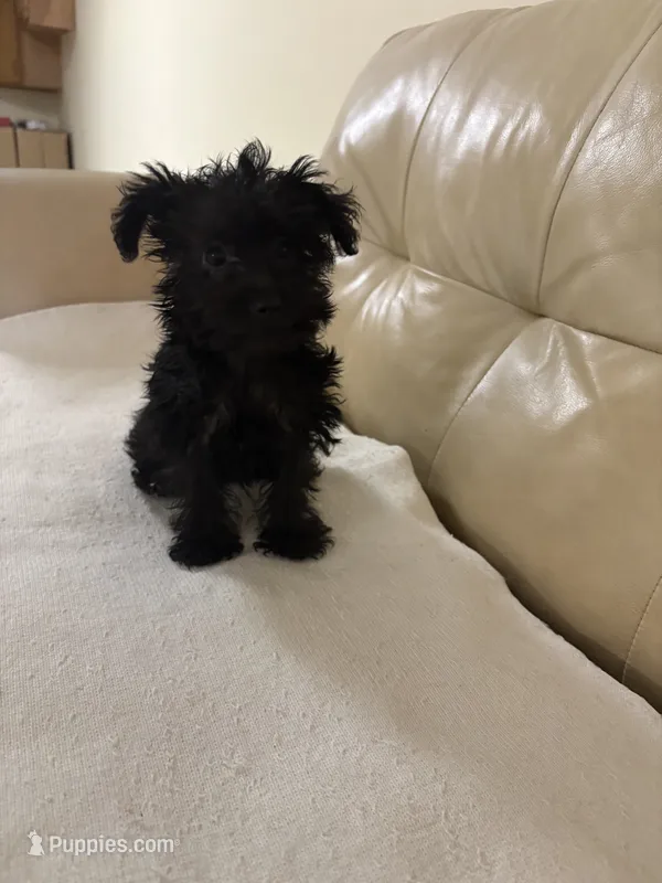 LuLu – Yorkipoo, Poodle - Toy  puppy for sale in Mascoutah, IL