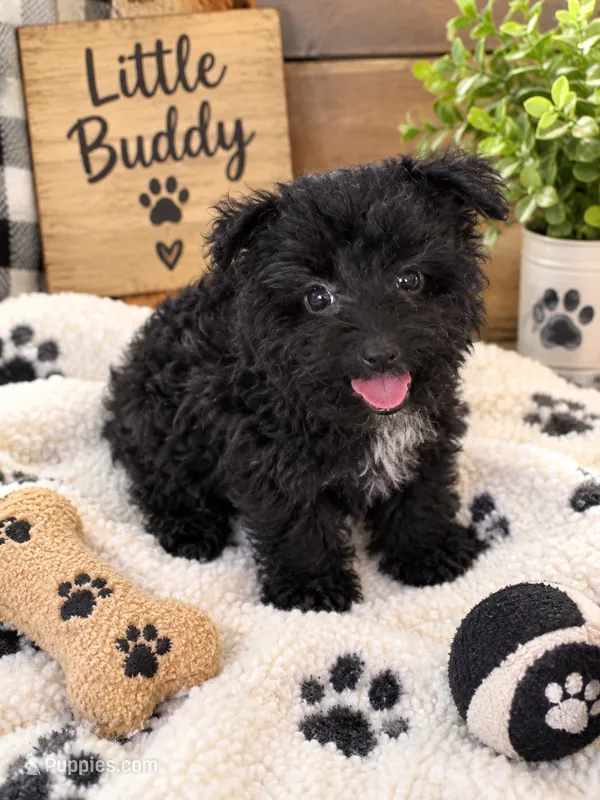 Freddy – Yorkshire Terrier, Poodle - Toy  puppy for sale in Mascoutah, IL