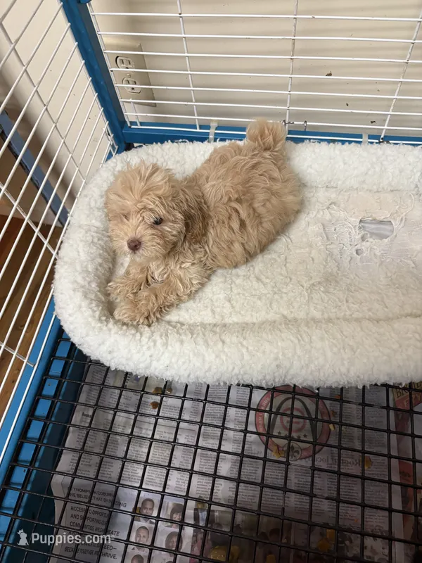 Little man – Cockapoo, Poodle - Toy  puppy for sale in Mascoutah, IL