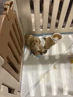 Little man, a male Cockapoo and Poodle - Toy  for sale in Mascoutah, IL – 2 of 2