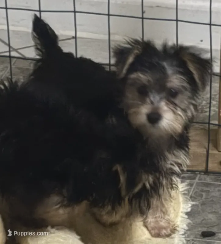 Joey – Morkie puppy for sale in Mascoutah, IL