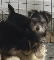 Joey, a male Morkie for sale in Mascoutah, IL – 1 of 1