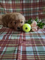 Beu, a male Golden Retriever for sale in Bremen, IN – 2 of 3