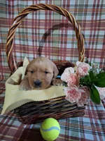 Bri, a female Golden Retriever for sale in Bremen, IN – 3 of 3
