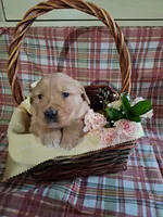 Beu, a male Golden Retriever for sale in Bremen, IN – 3 of 3