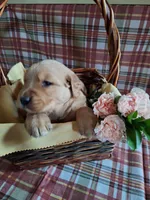 Bentley, a male Golden Retriever for sale in Bremen, IN – 1 of 3