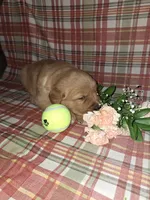 Beu, a male Golden Retriever for sale in Bremen, IN – 1 of 3