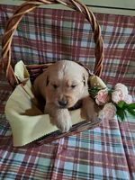 Bentley, a male Golden Retriever for sale in Bremen, IN – 3 of 3