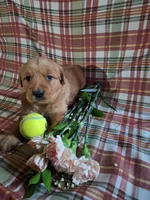 Banjo, a male Golden Retriever for sale in Bremen, IN – 2 of 2