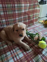 Bentley, a male Golden Retriever for sale in Bremen, IN – 2 of 3