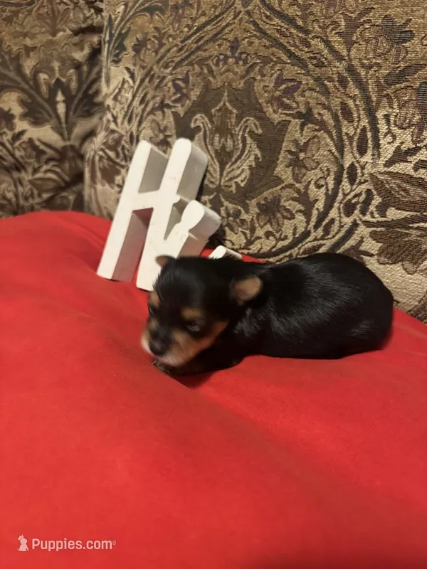 Sam – Yorkshire Terrier puppy for sale in Jackson, MS