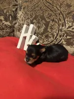 Sam, a male Yorkshire Terrier for sale in Jackson, MS – 1 of 1