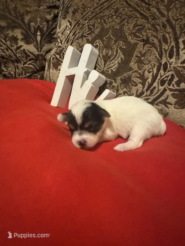 Venus – Yorkshire Terrier puppy for sale in Jackson, MS