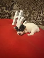 Venus, a female Yorkshire Terrier for sale in Jackson, MS – 1 of 1