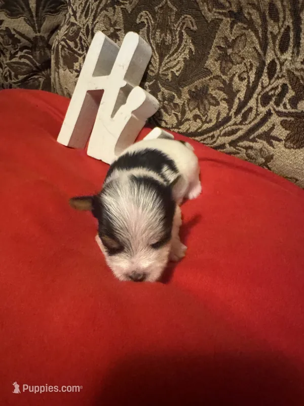 Sadie – Yorkshire Terrier puppy for sale in Jackson, MS