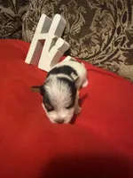 Sadie, a female Yorkshire Terrier for sale in Jackson, MS – 1 of 1
