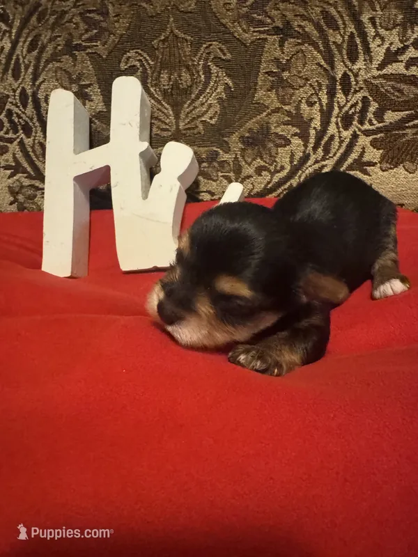 Bam – Yorkshire Terrier puppy for sale in Jackson, MS