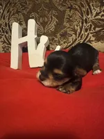 Bam, a male Yorkshire Terrier for sale in Jackson, MS – 1 of 1