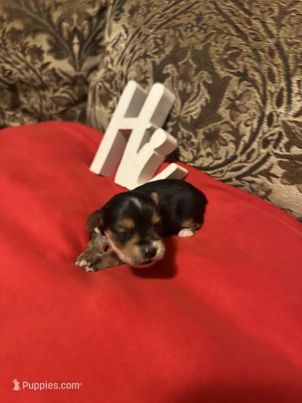 Cam – Yorkshire Terrier puppy for sale in Jackson, MS