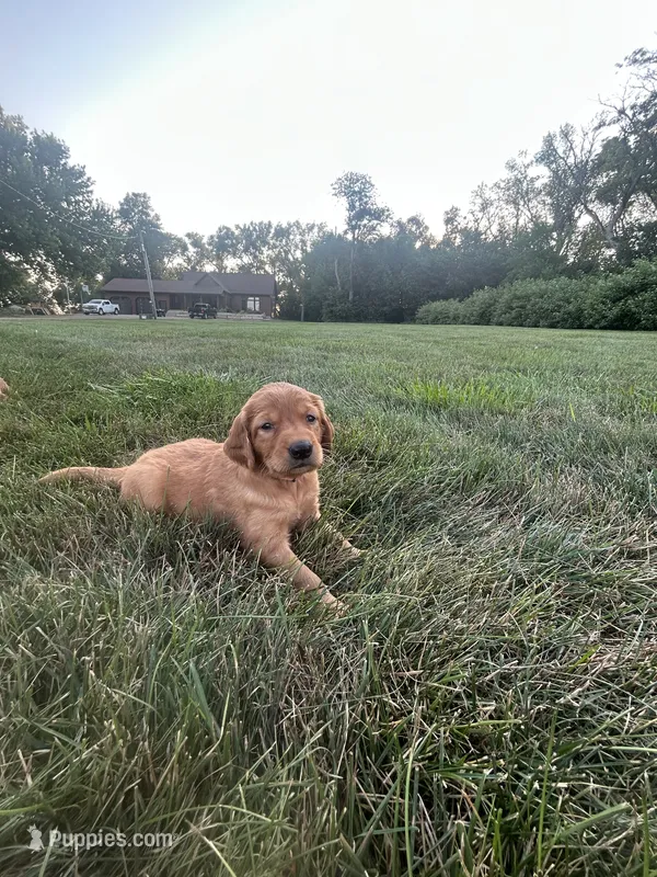 Bailey – Golden Retriever puppy for sale in Rock Rapids, IA